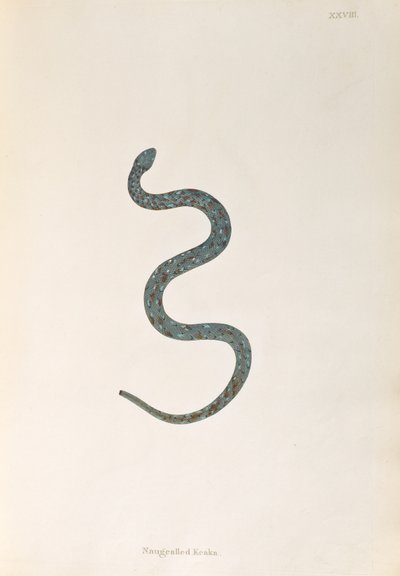 Naugealled Keaka Snake from An Account of Indian Serpents collected from the Coast of Coromandel by Patrick Russell, London, 1796 by English School